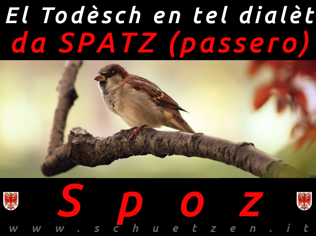 Spoz