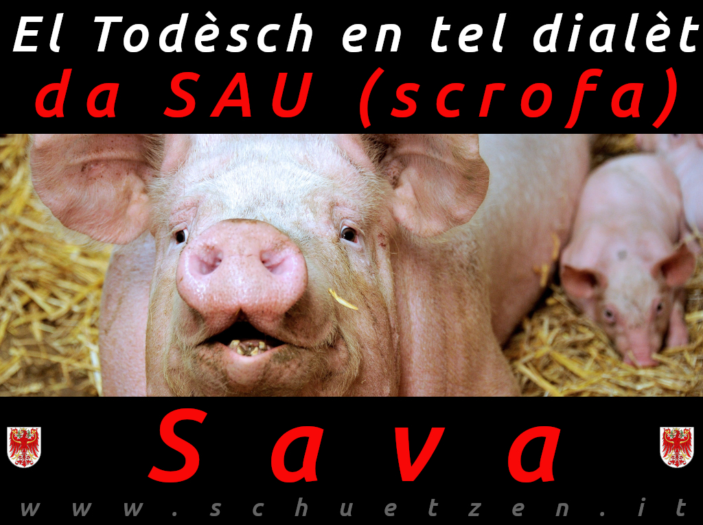 Sava