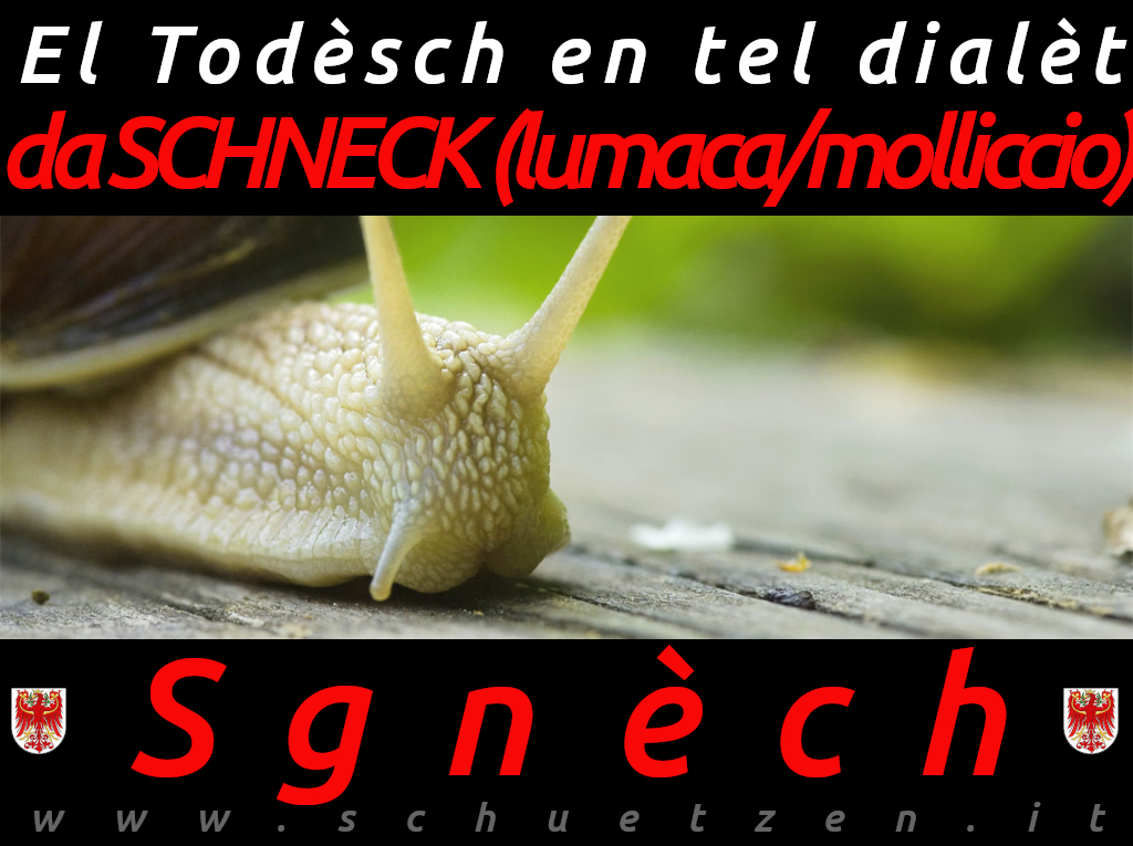 Sgnèch