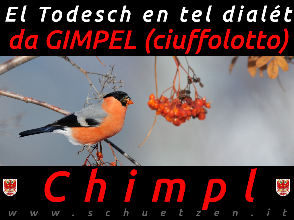 Chimpl